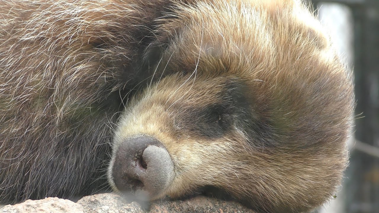 ニホンアナグマ