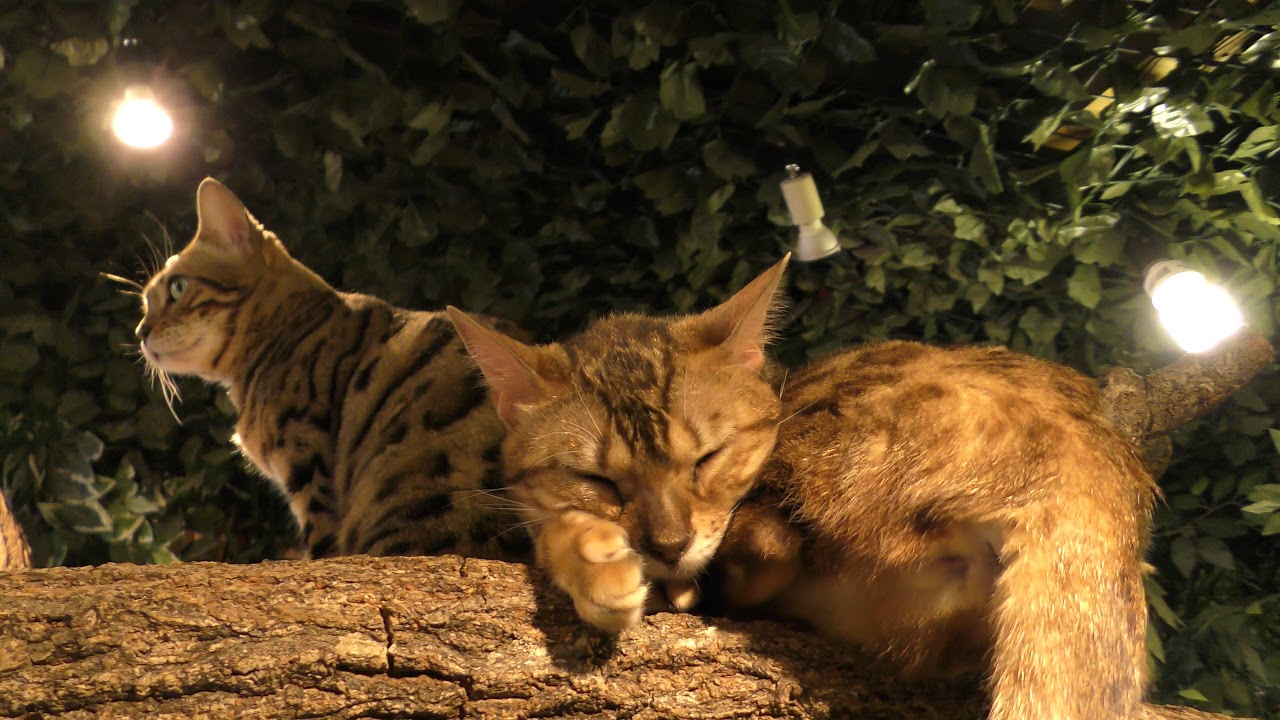 Bengal