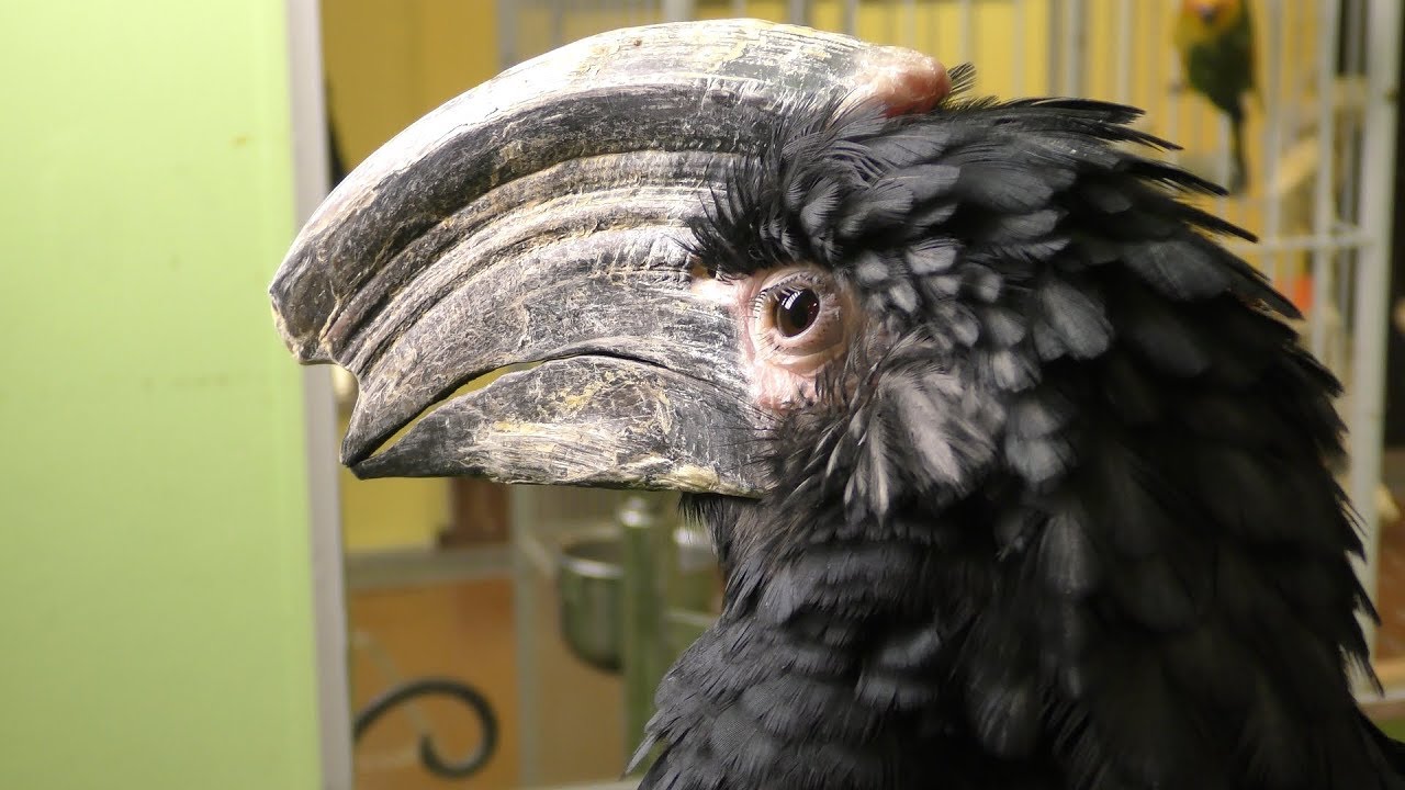 ナキサイチョウ