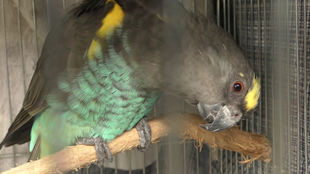 Meyer's parrot