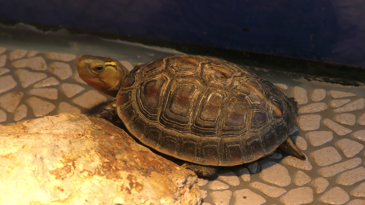 チュウゴクセマルハコガメ