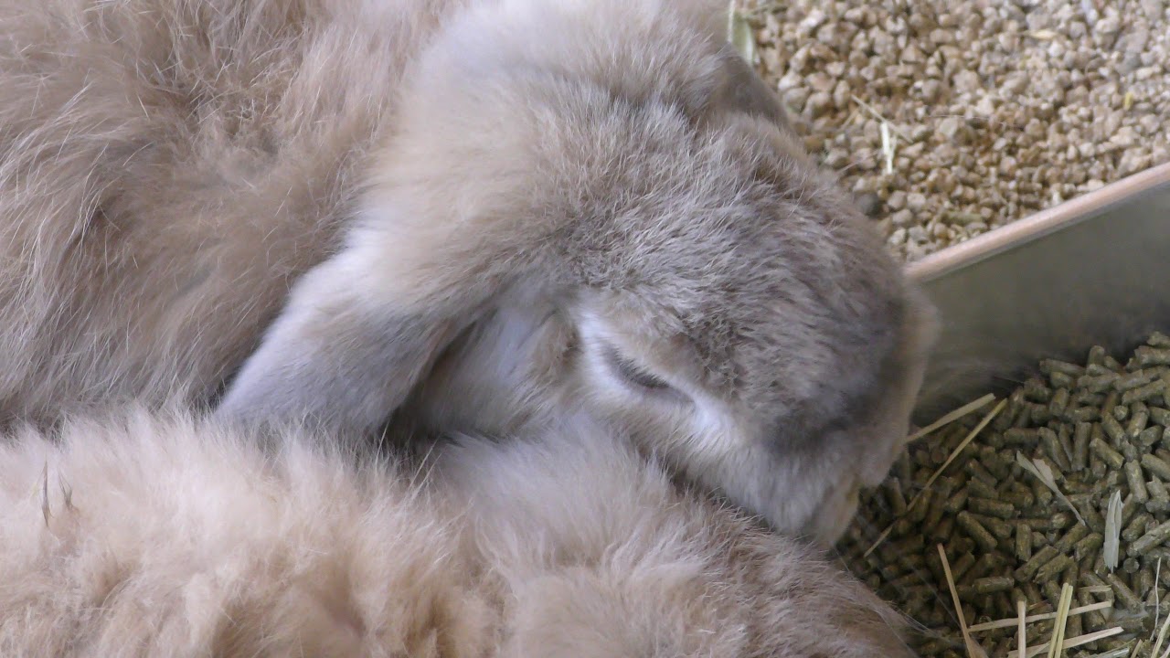 ドワーフウサギ