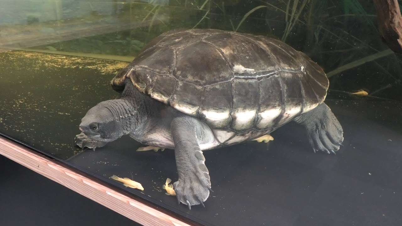 メキシコカワガメ
