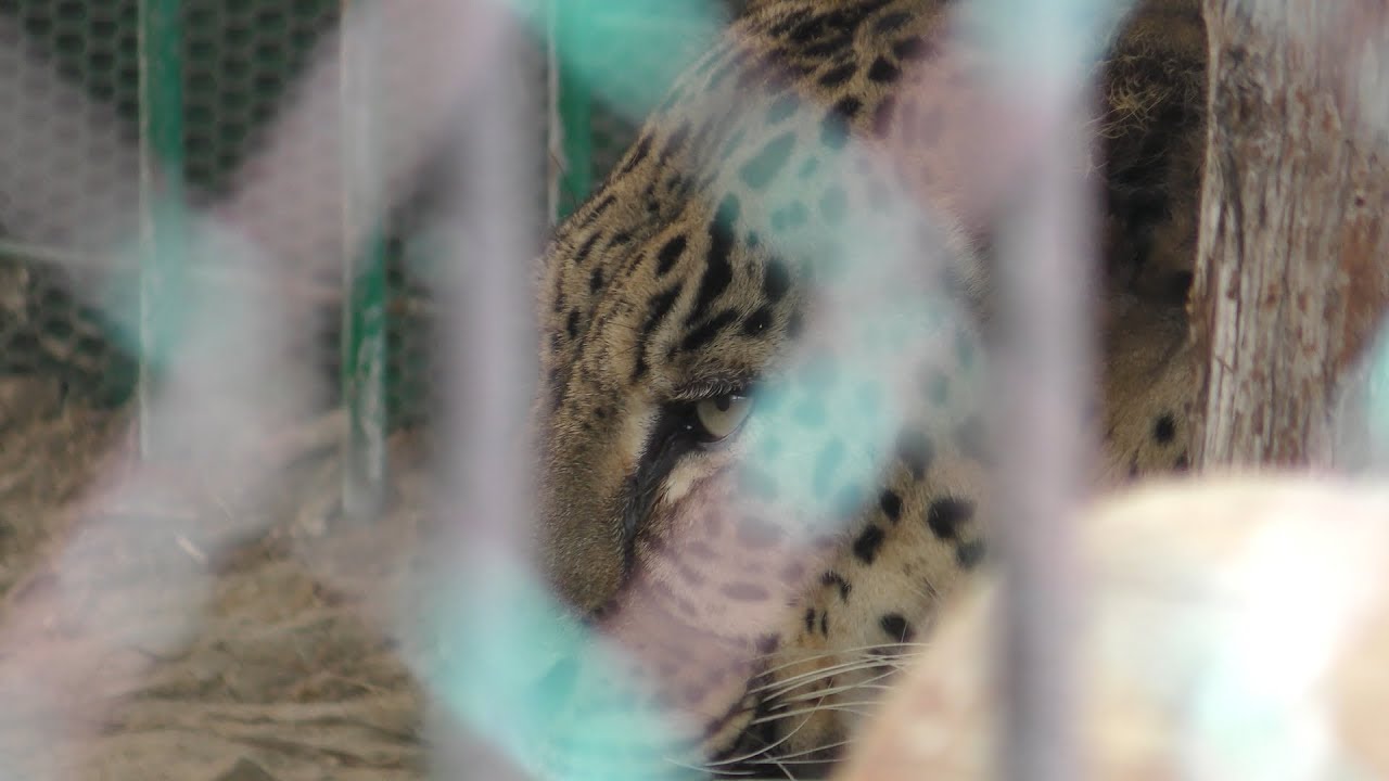 ペルシャヒョウ