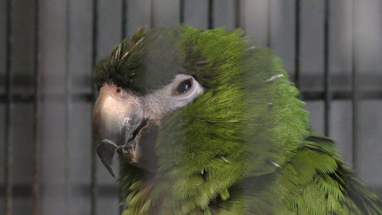 コミドリコンゴウインコ