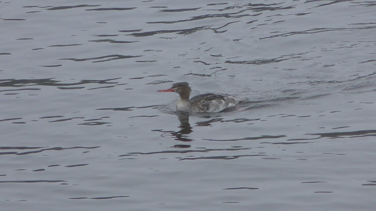 Red-breasted merganser