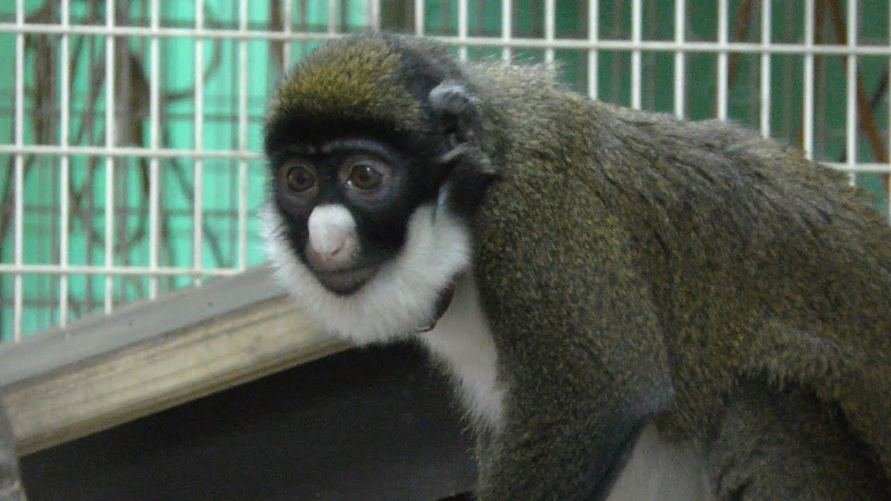 ショウハナジログエノン