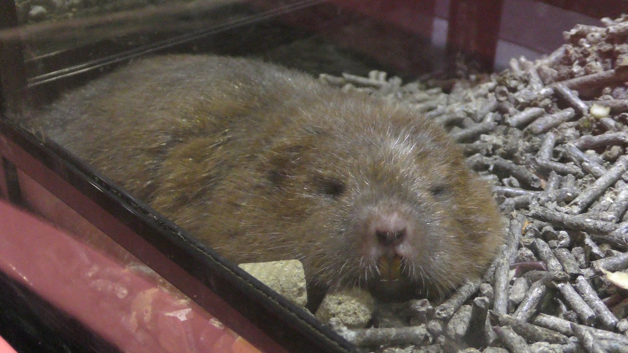 コタケネズミ