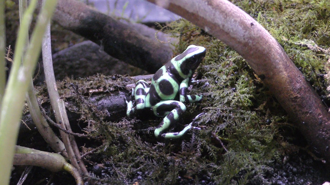 マダラヤドクガエル