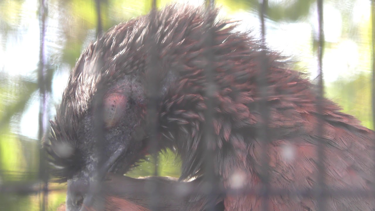 ムジヒメシャクケイ