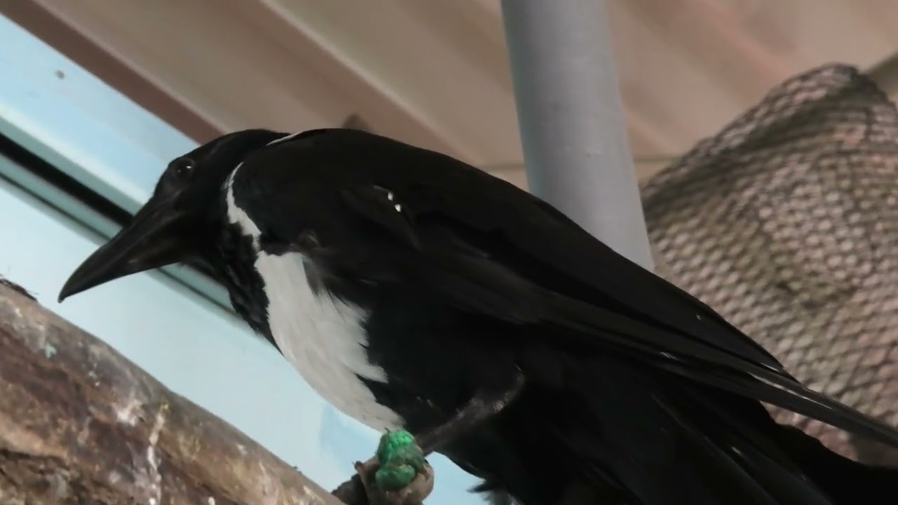 Pied Crow