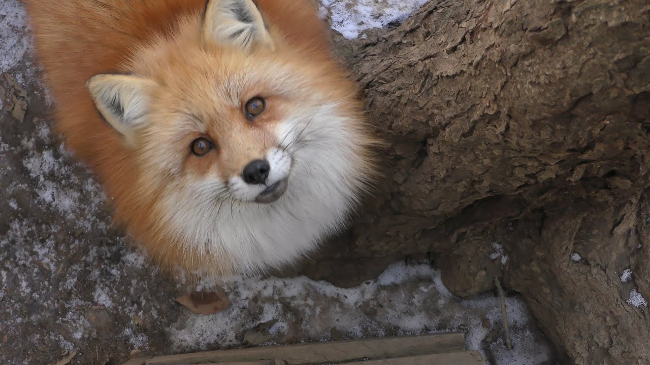 キタキツネ