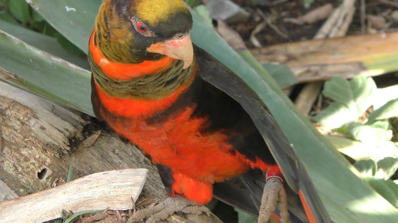 コシジロインコ