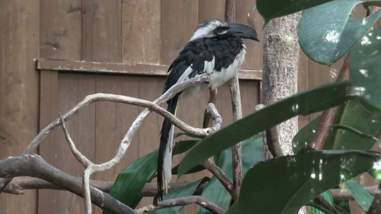 セグロコサイチョウ