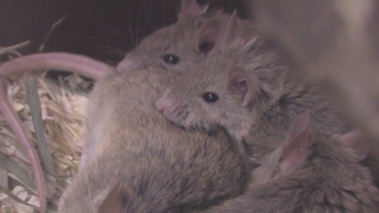 Natal multimammate mouse