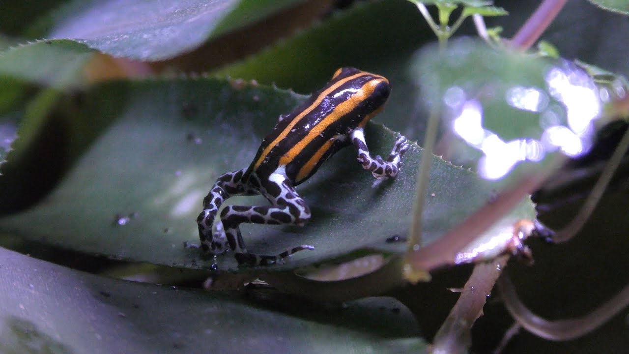 ラマシーヤドクガエル