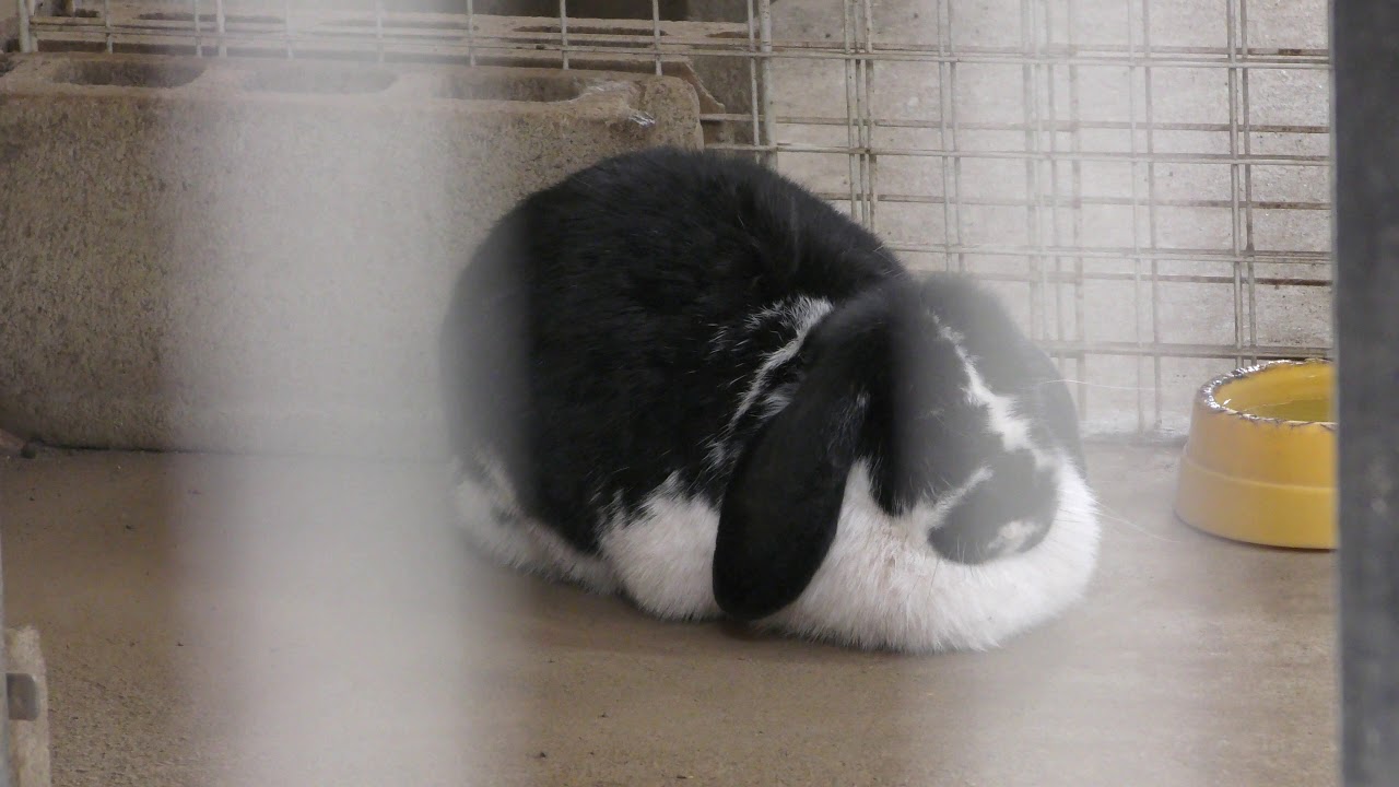フレンチロップイヤー