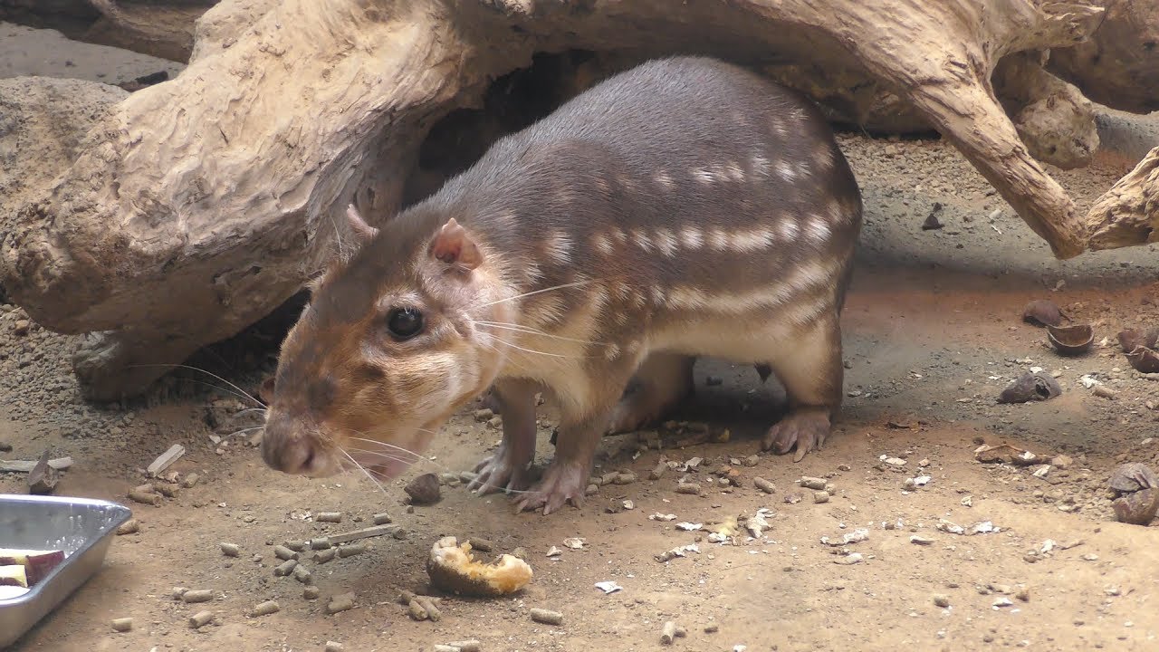 ローランドパカ