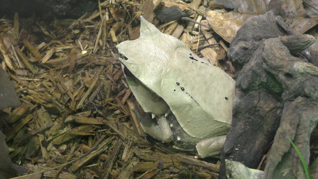 ミツヅノコノハガエル