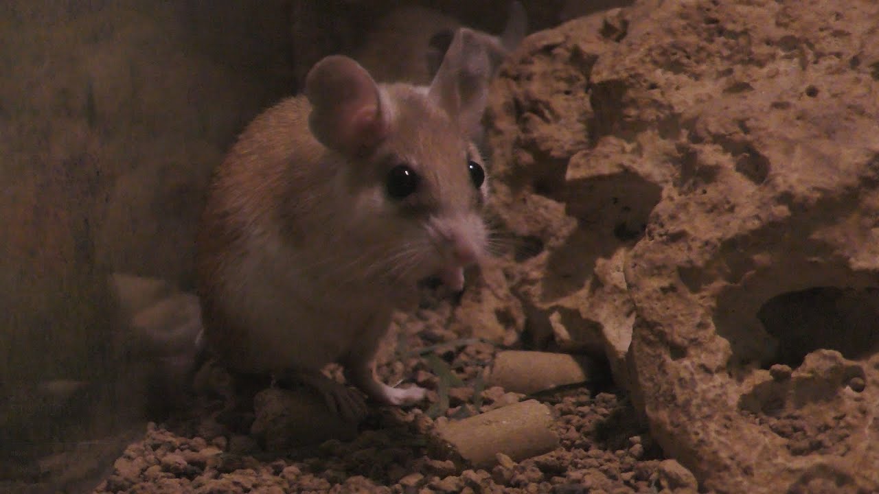 Cairo spiny mouse