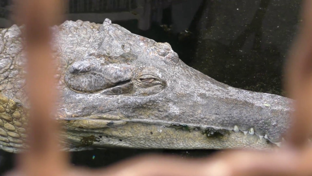 アフリカクチナガワニ