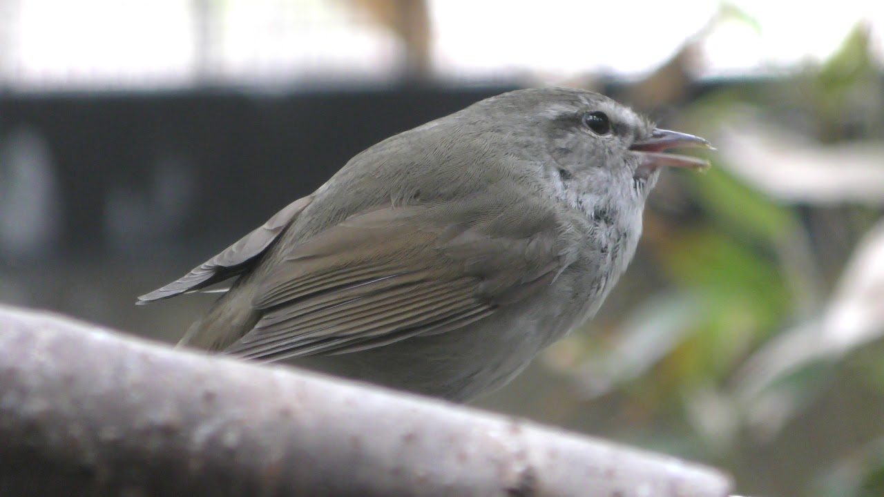 Aves