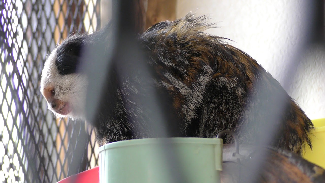 White-headed marmoset
