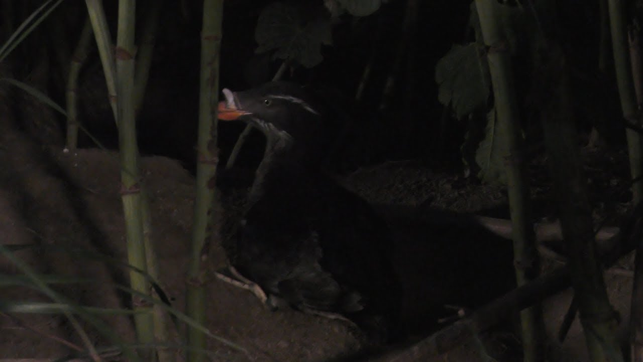 ウトウ