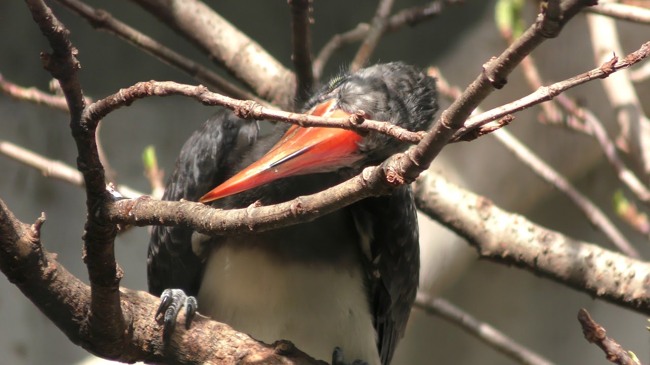 Aves