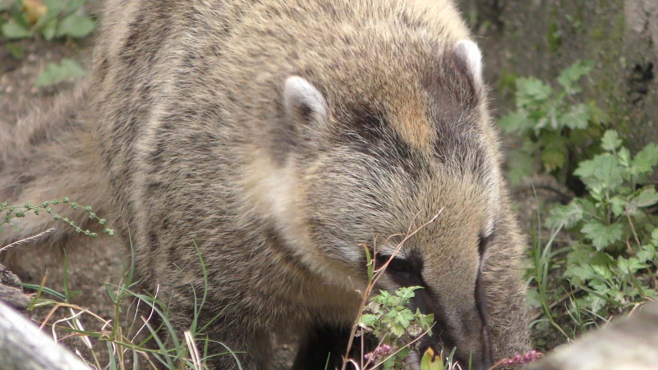 アカハナグマ