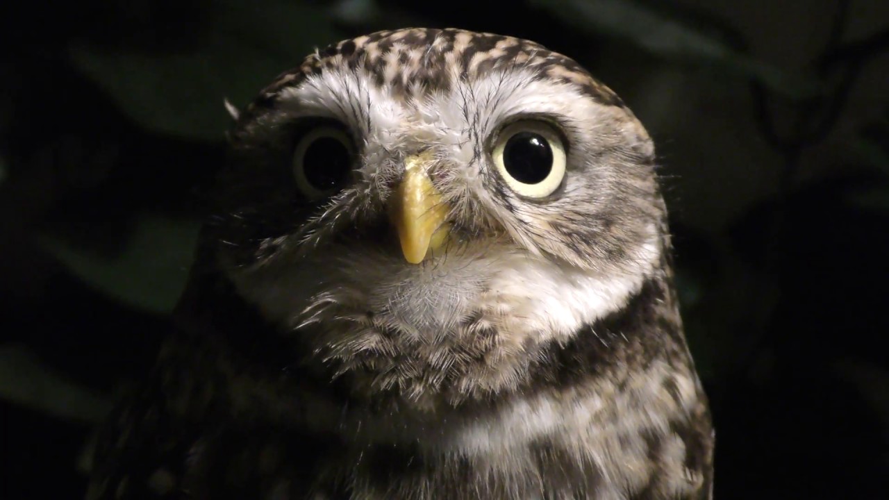 Little owl