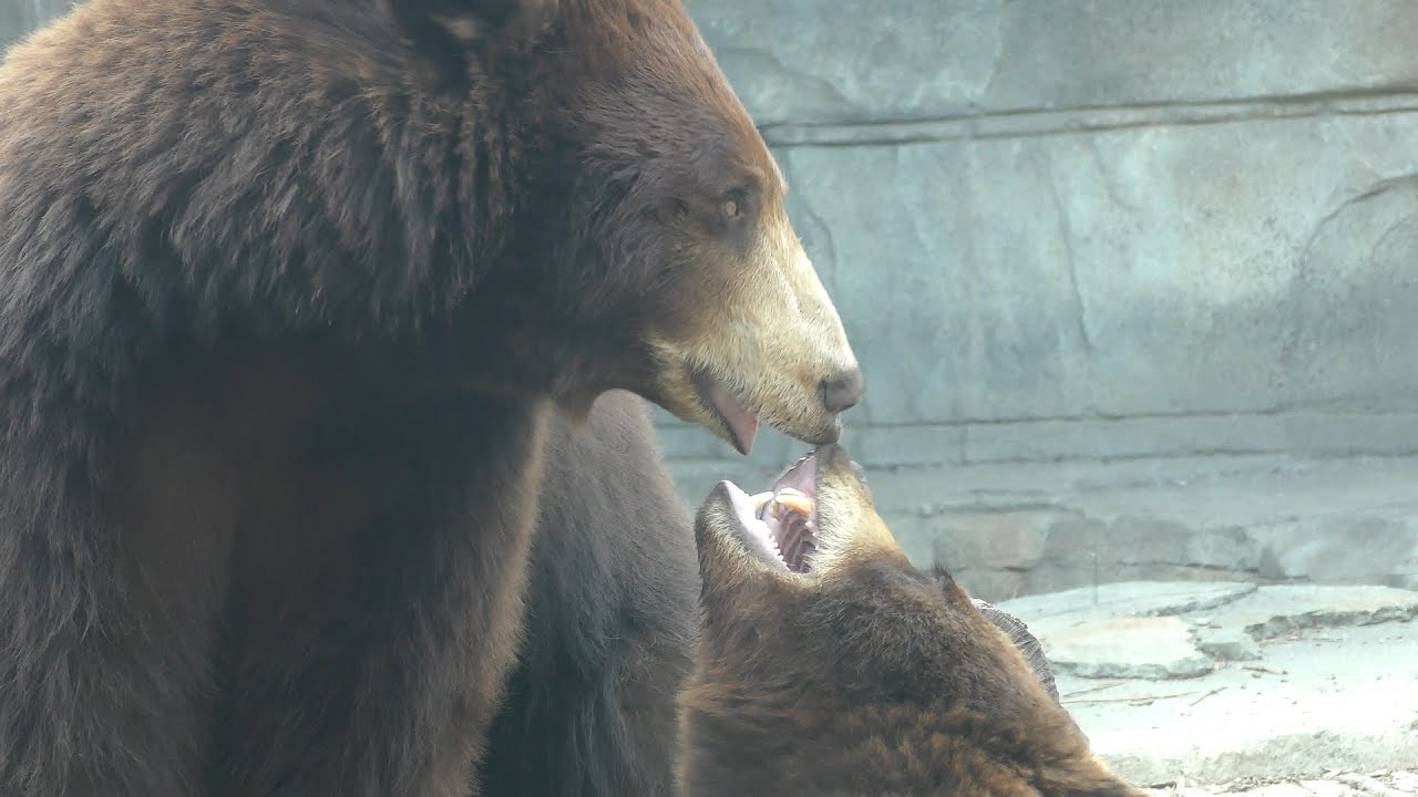 アメリカクロクマ