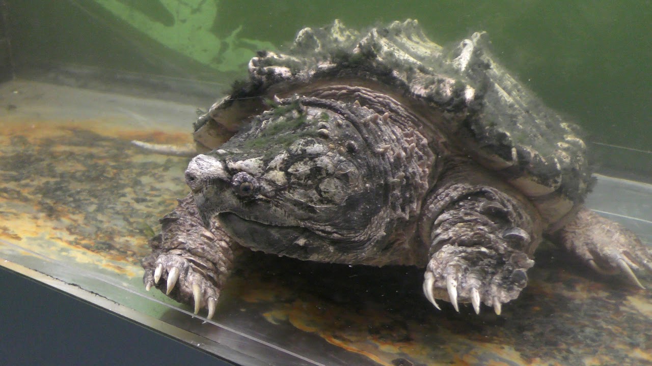 ワニガメ