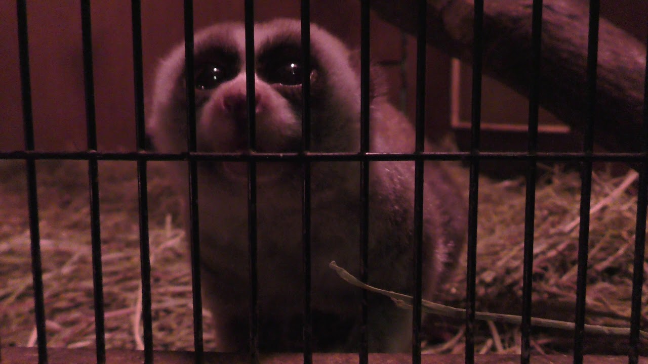 キタスローロリス