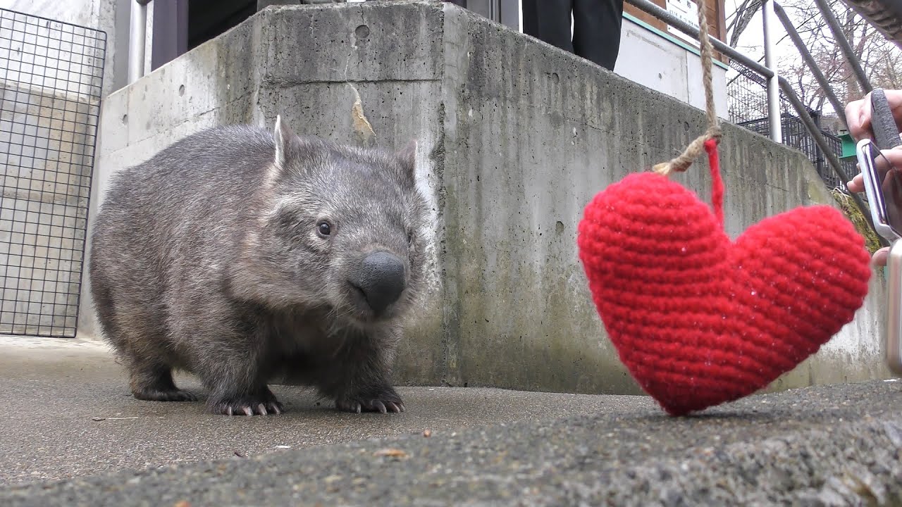 ウォンバット