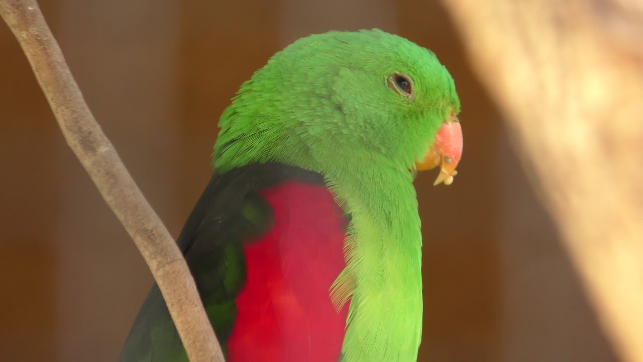 ハゴロモインコ