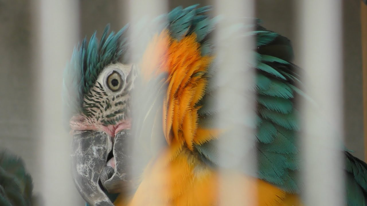 アオキコンゴウインコ