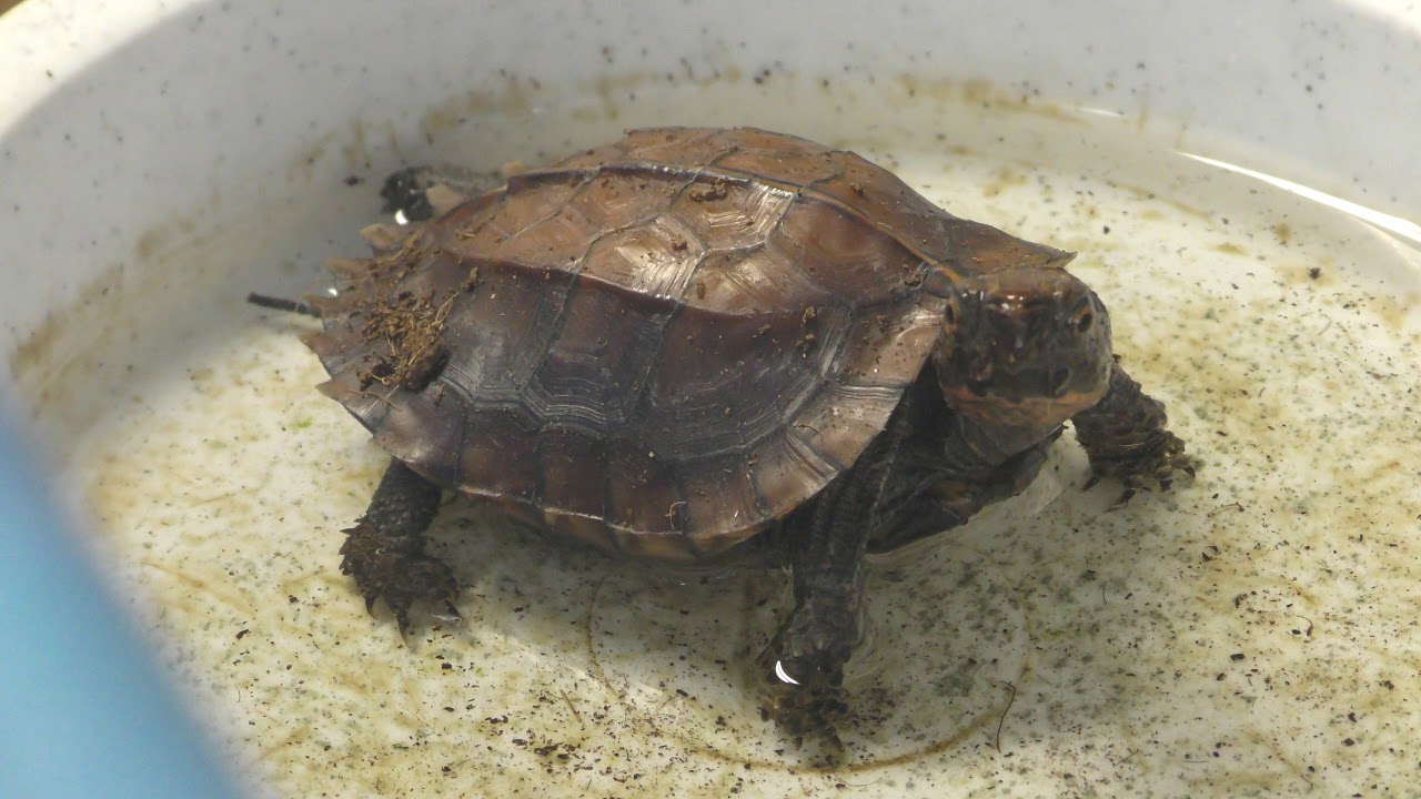 ムオヒラセガメ