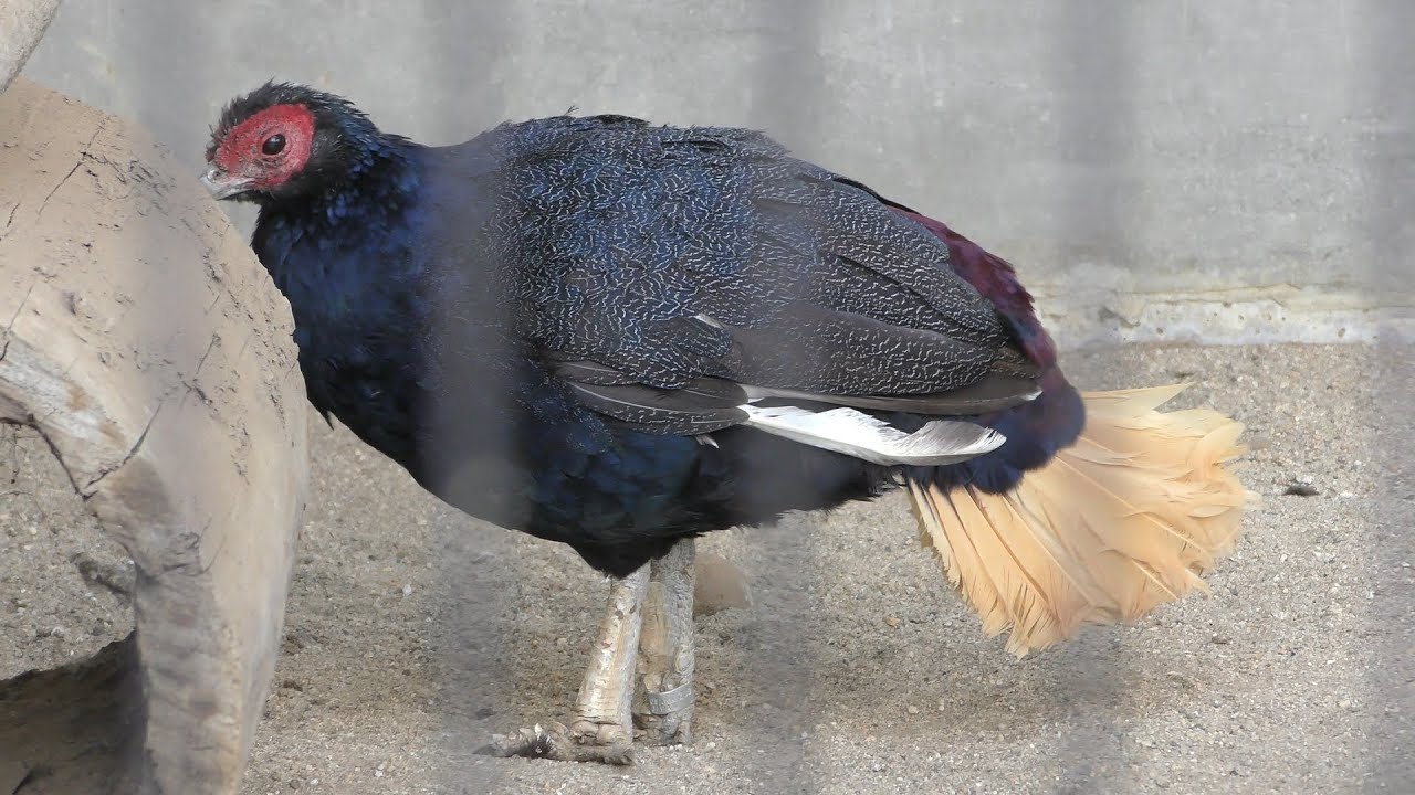 ウチワキジ