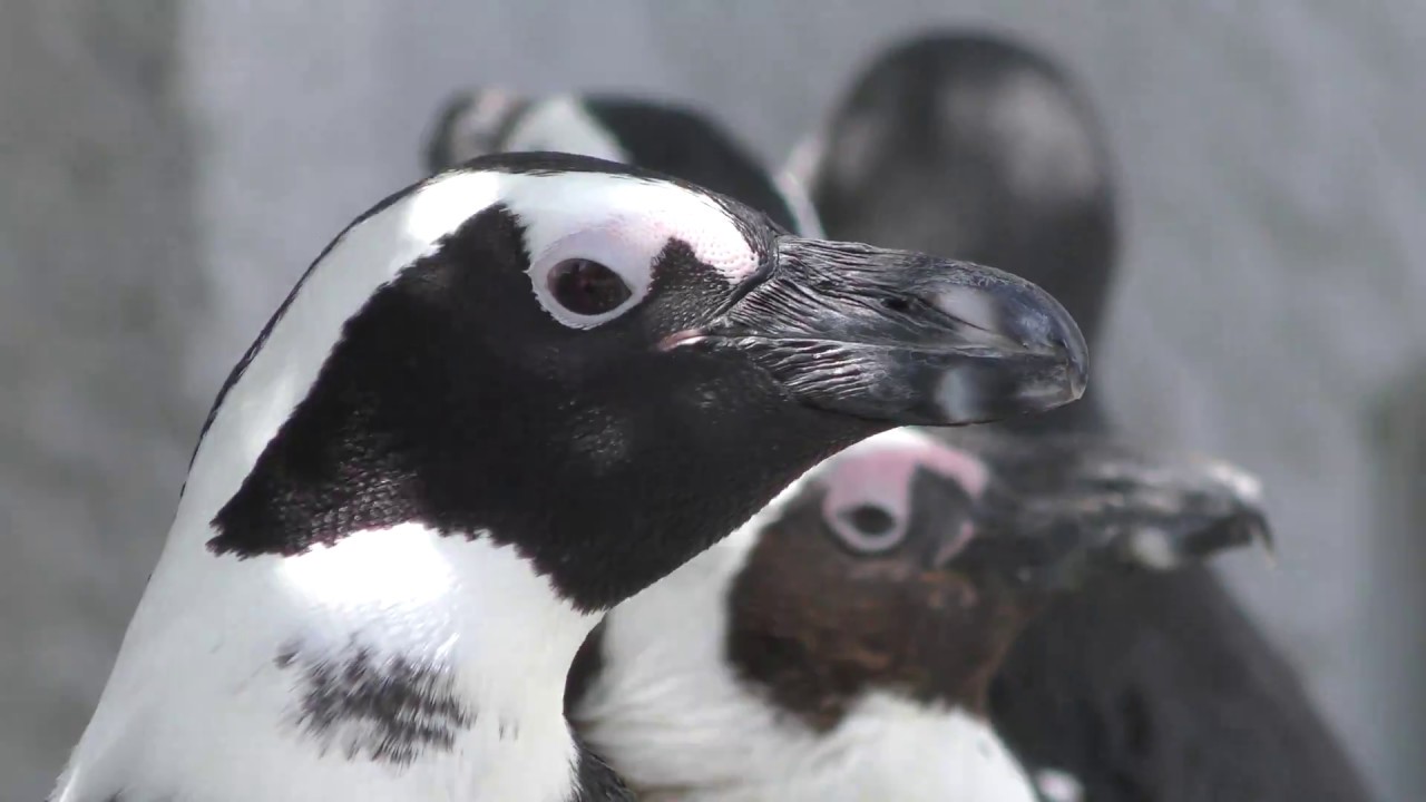 ケープペンギン