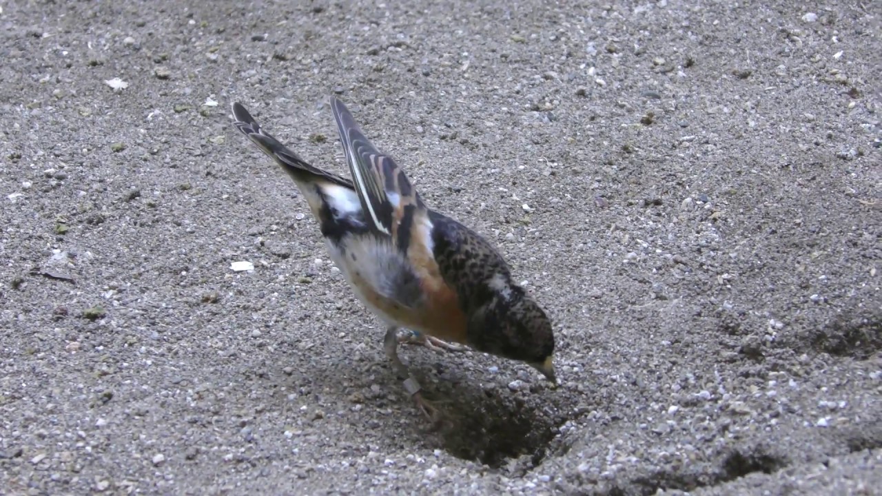 アトリ