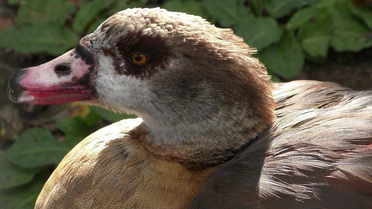 Egyptian goose