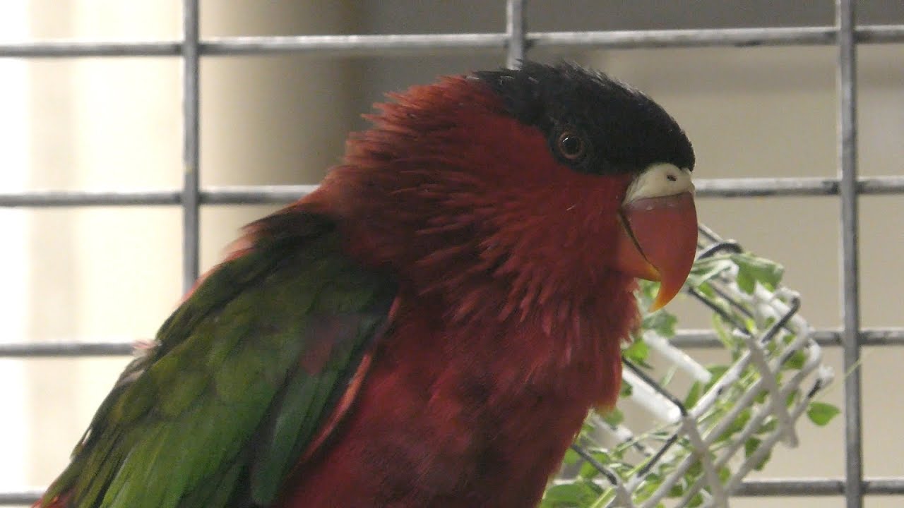 オトメズグロインコ