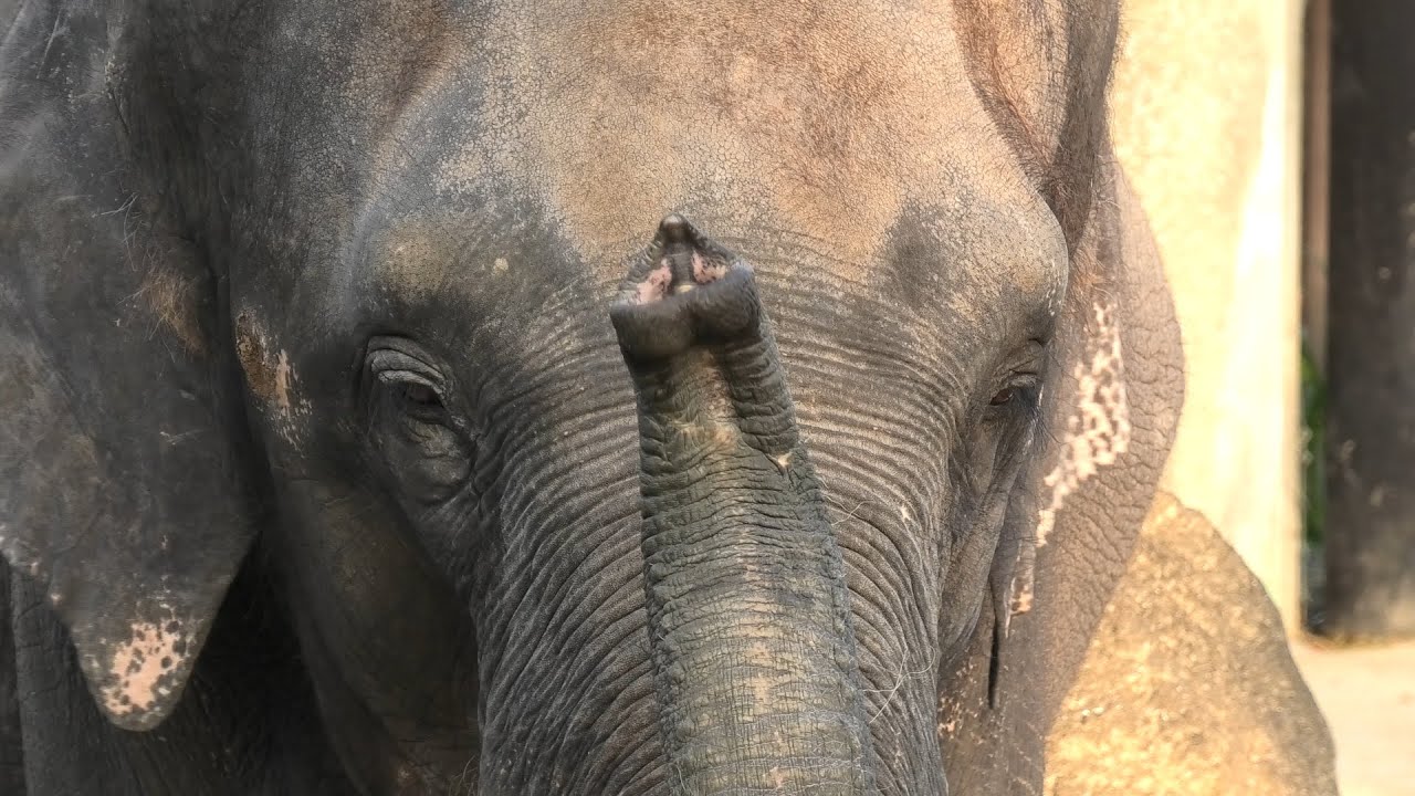 アジアゾウ