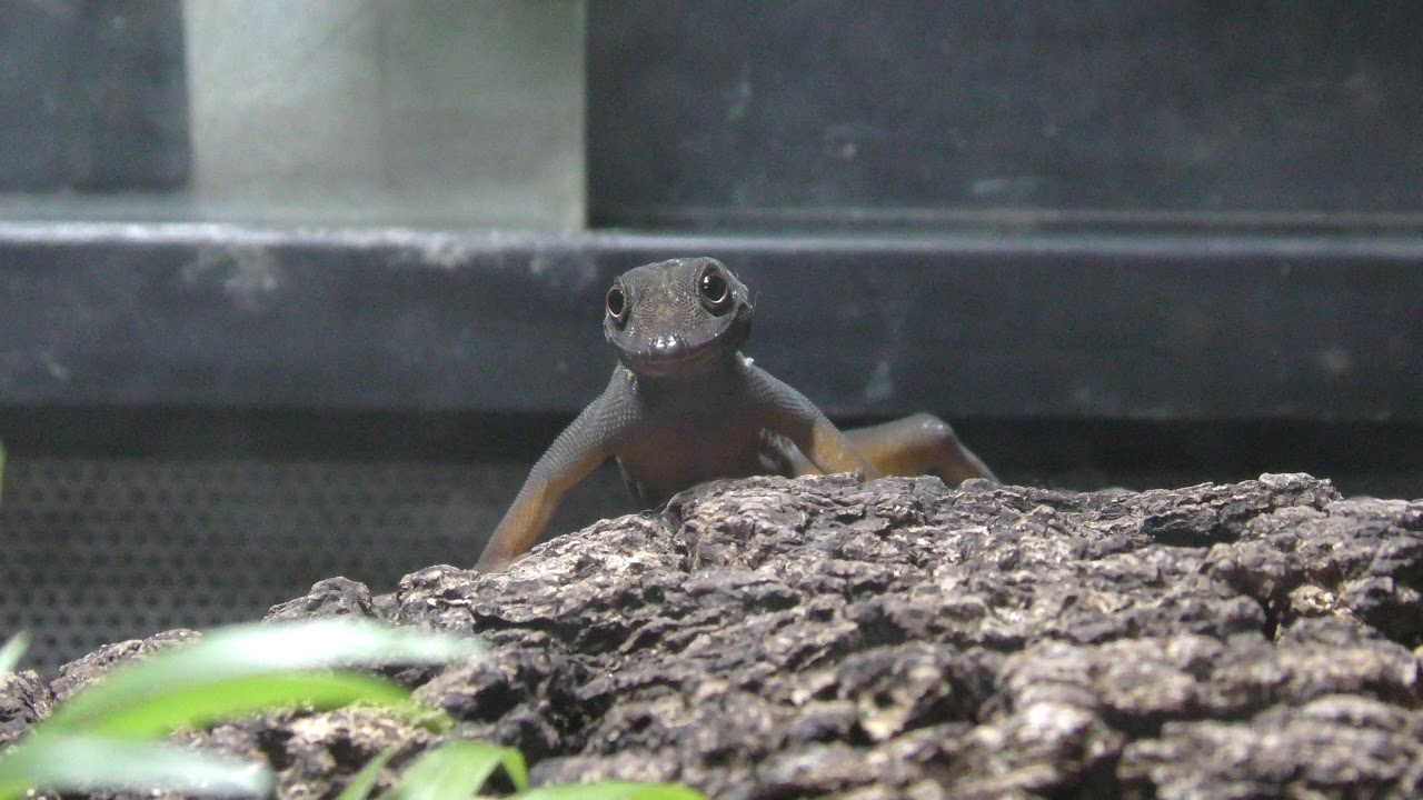 ゲンカクマルメスベユビヤモリ