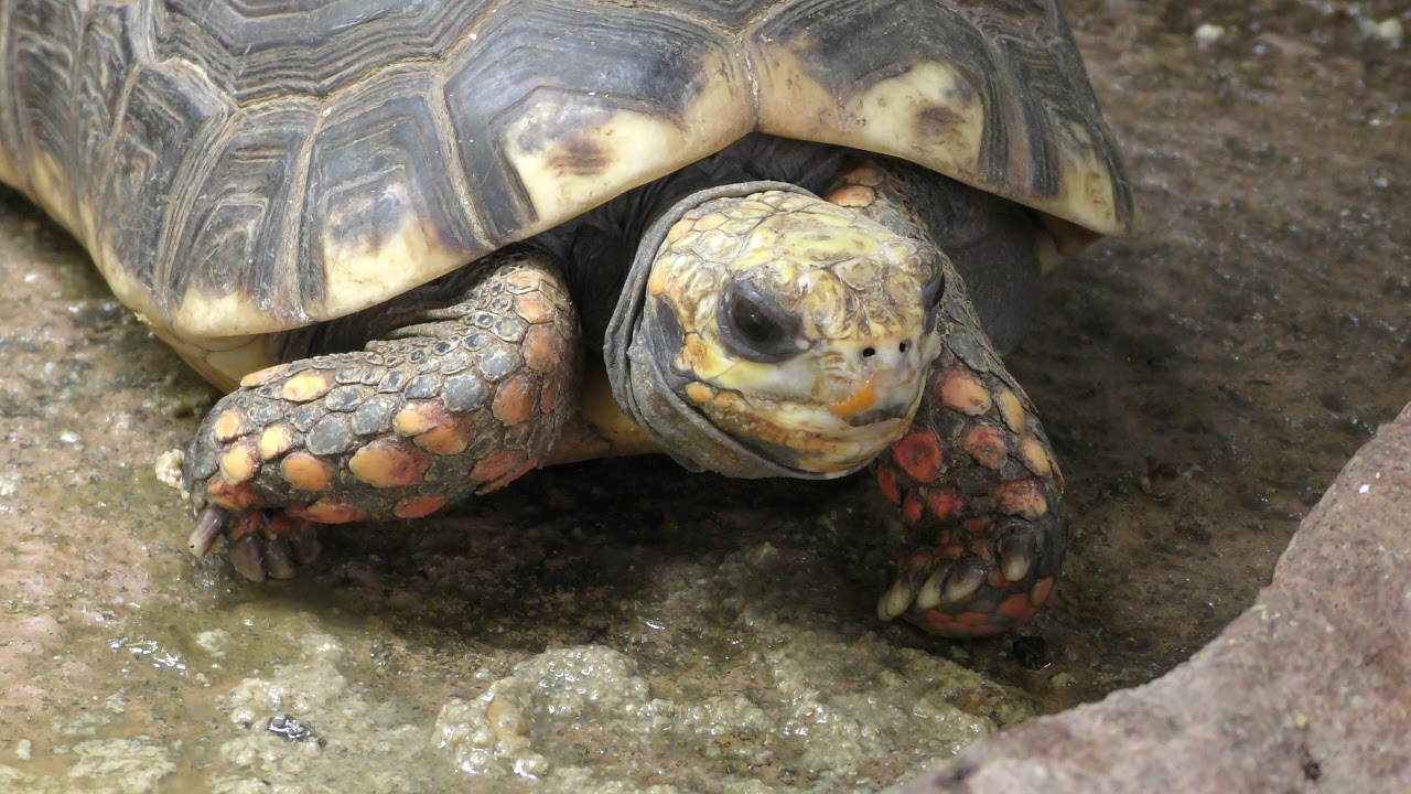 アカアシガメ