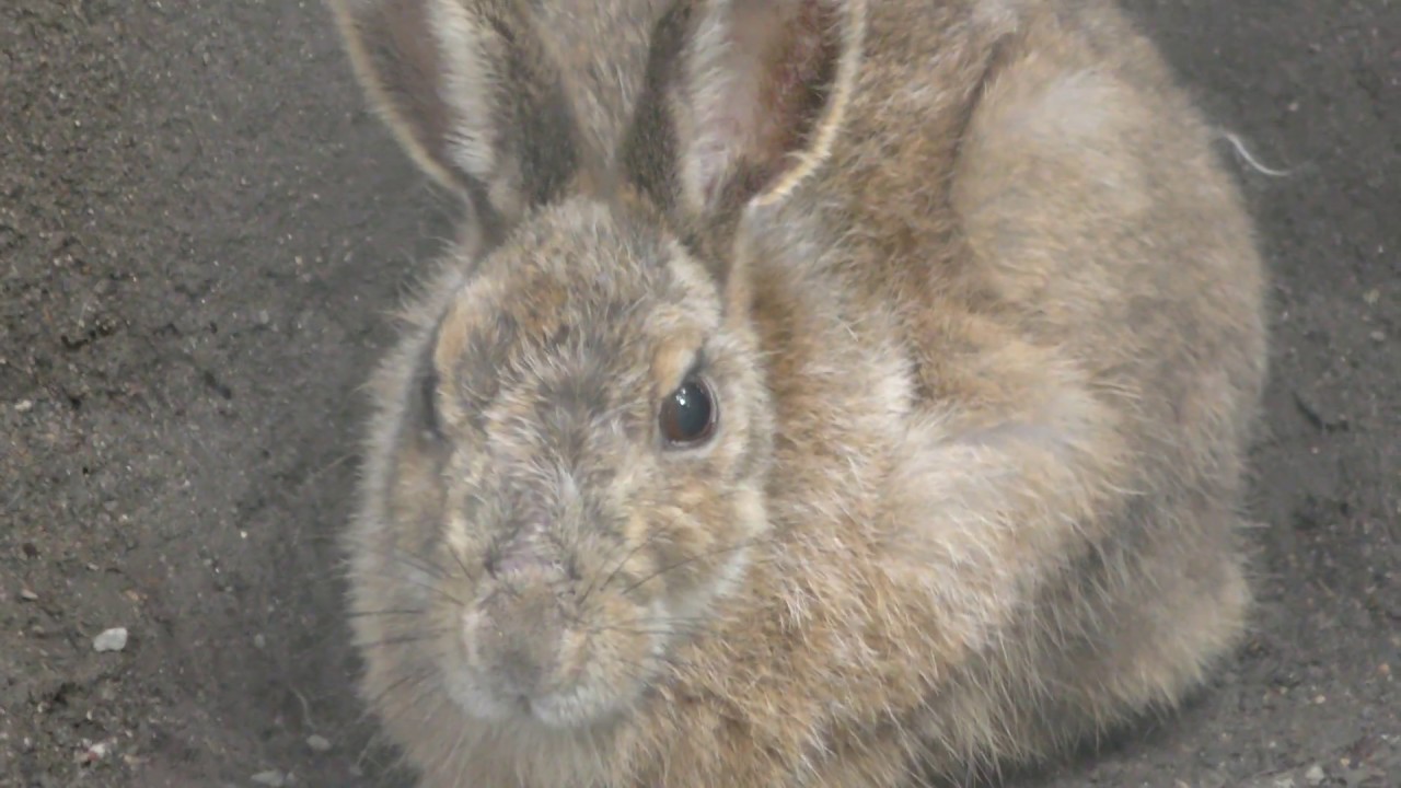 キュウシュウノウサギ