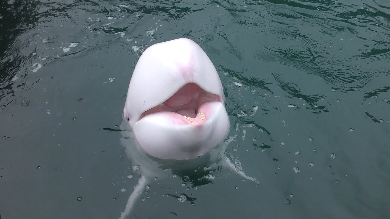 ホワイトハナゴンドウ