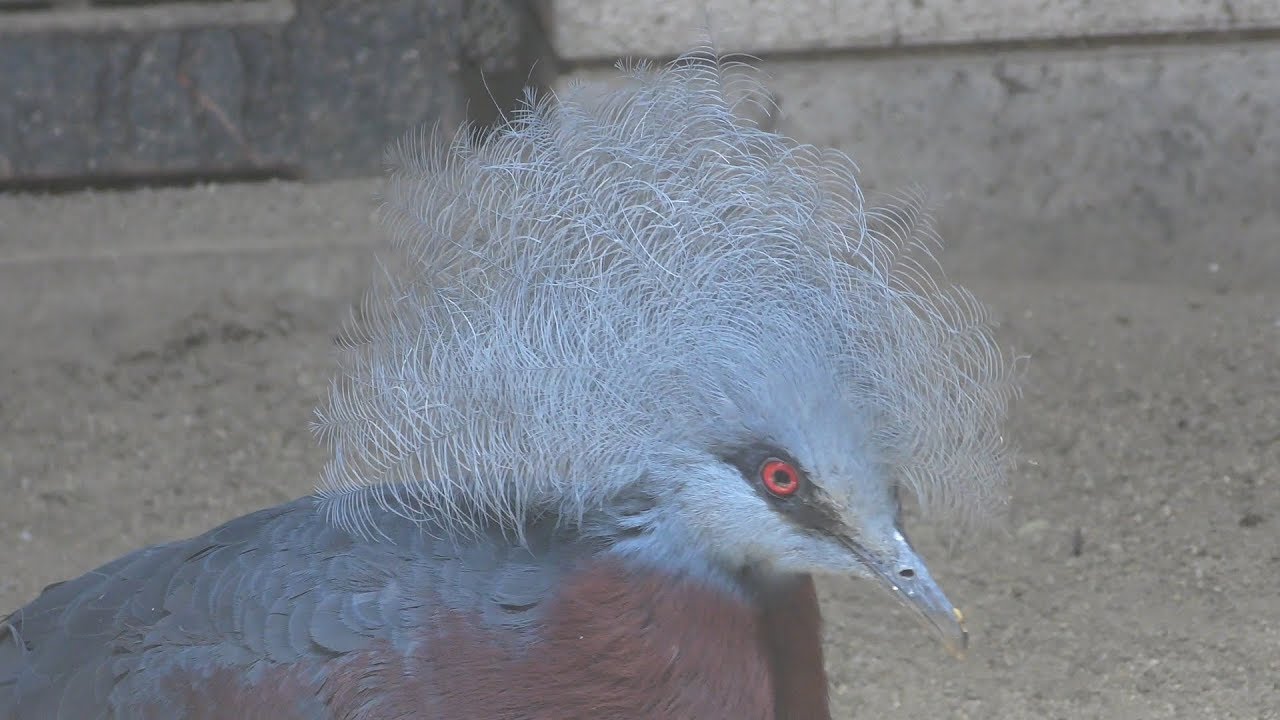 ムネアカカンムリバト