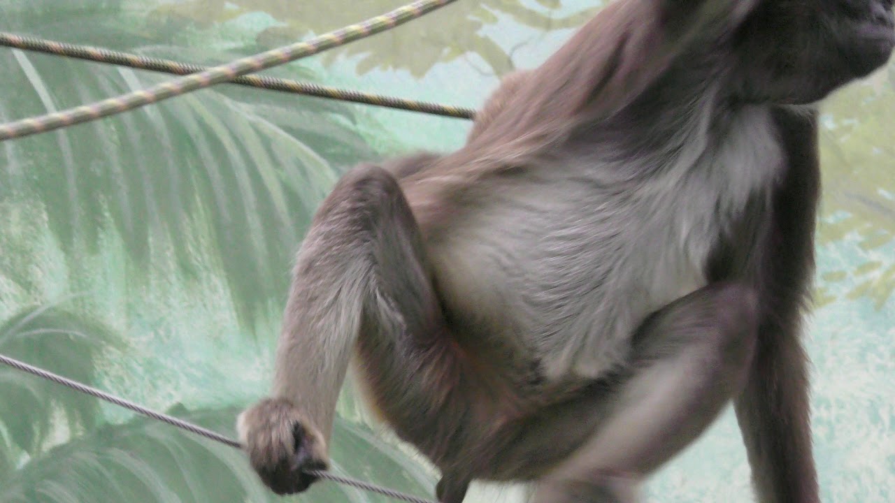 ブラウンケナガクモザル